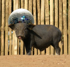 The disco pig