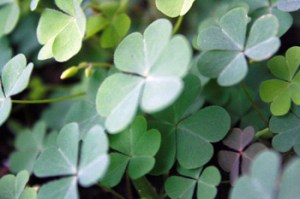 clover