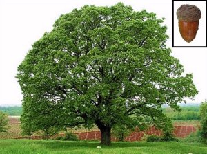 oak_tree