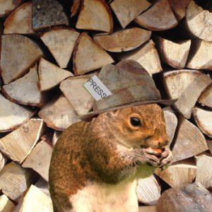 Tabloid squirrel himself