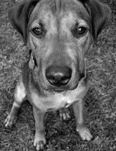 A lickle doggy... ahhh...