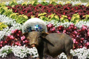 You can make your own hidden ALT tag message up in your head...