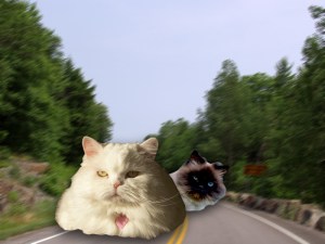 meeeeeeeooooooooowwww!