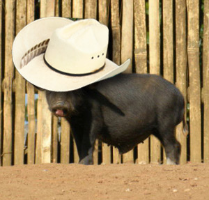Pig in a hat - just as nature inteneded.