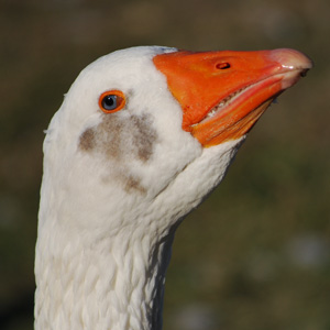 Furious Goose
