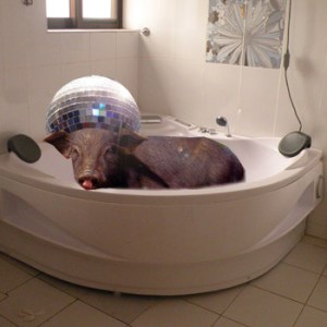 pig in a bath