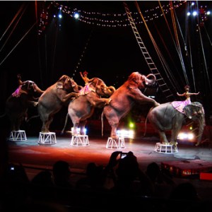 Mungo's really big pig-like creature