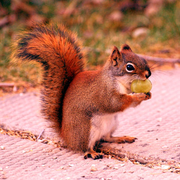 grape nutting a squirrel 