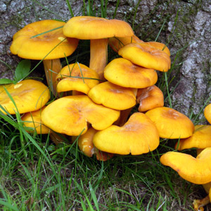 Fungus