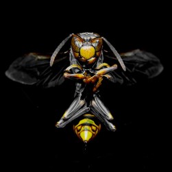 wasp