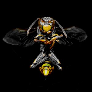 wasp